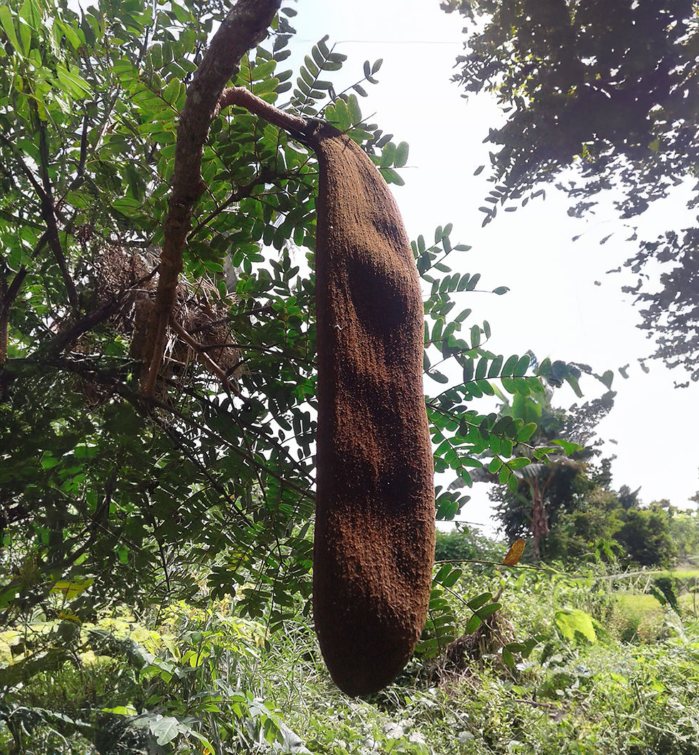 6_Owala_Natural Fruit
