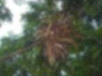 Owala Flower