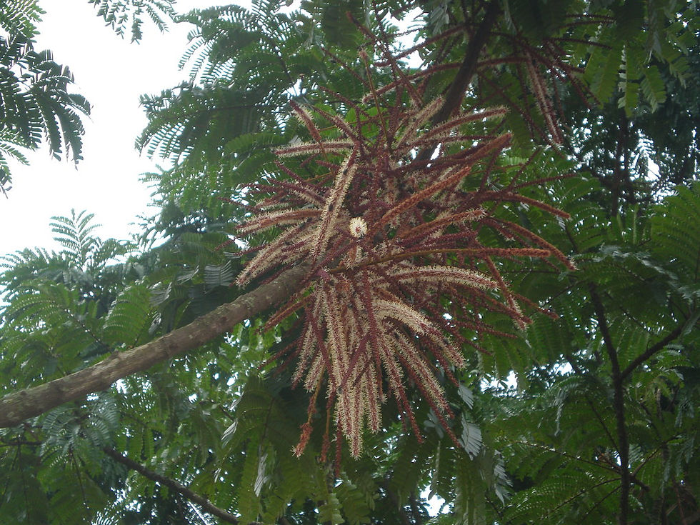 Owala Flower