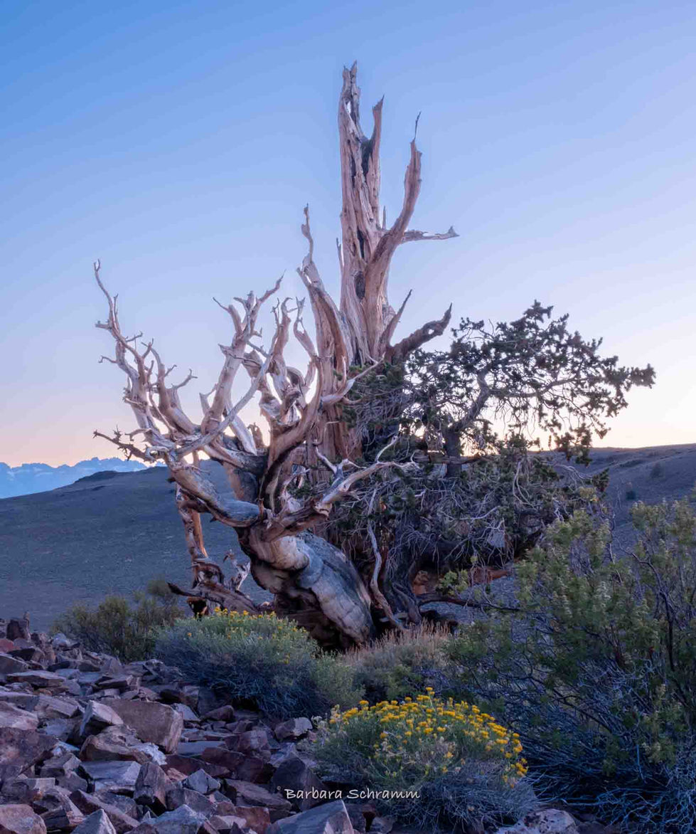 Bristle cone pine