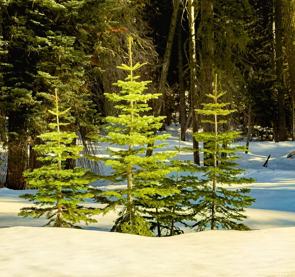 Yosemite_3trees_snow