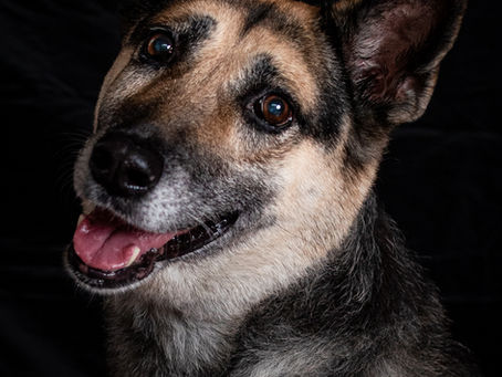 A Sweet Celebration Session for Bella | End-of-Life Pet Photography in Sugar Land & Houston