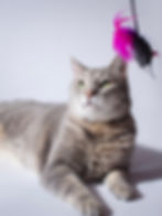 Cat photographer in Sugar Land TX
