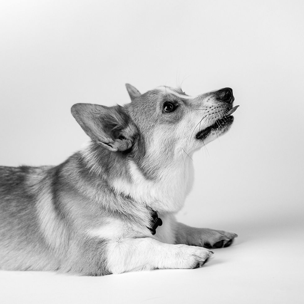 Black and white dog portrait in Houston TX