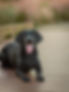 Dog portrait on wooden bridge in Sugar Land TX.jpg