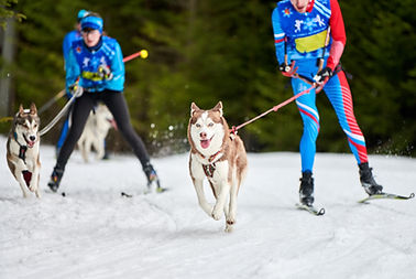 Skijor Racing
