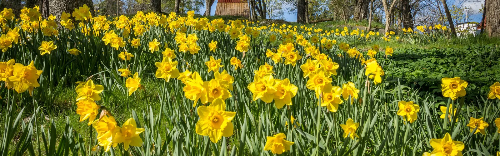 daffodils-naturalize-banner.webp