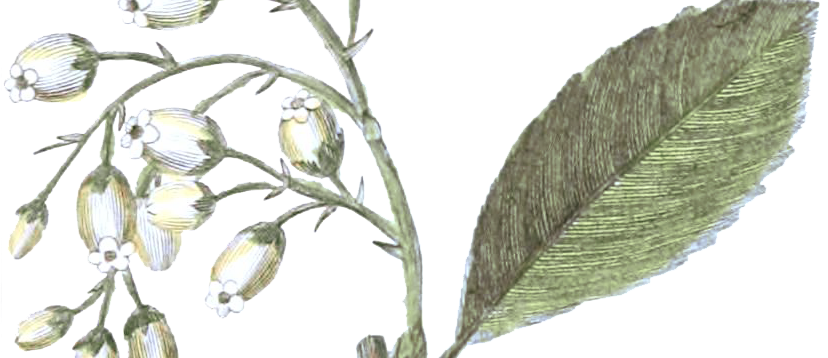 Botanical Illustration_edited.png