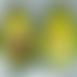 L'avocat, notre petit préféré et le votre aussi !