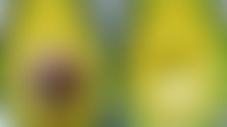 L'avocat, notre petit préféré et le votre aussi !