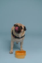 Thumbnail: Pawsome Bowl