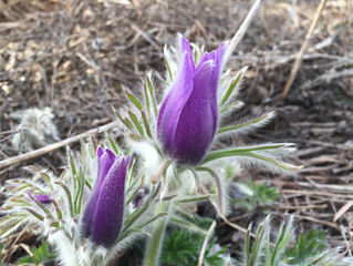 South Dakota Spring!