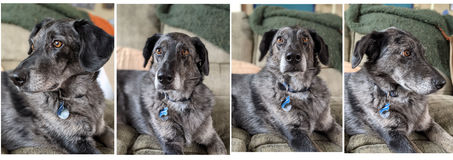 Pet Portrait Reference Photo Guide