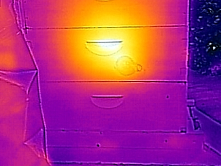 Why Honey Bees Cluster in Winter | North Carolina Beekeeping