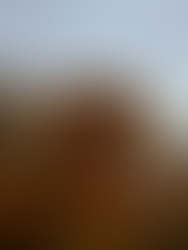 Leaves flying at Nisqually Nature Reserve