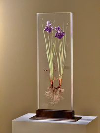 Dried flowers encased in acrylic at the Museum of Glass, Tacoma