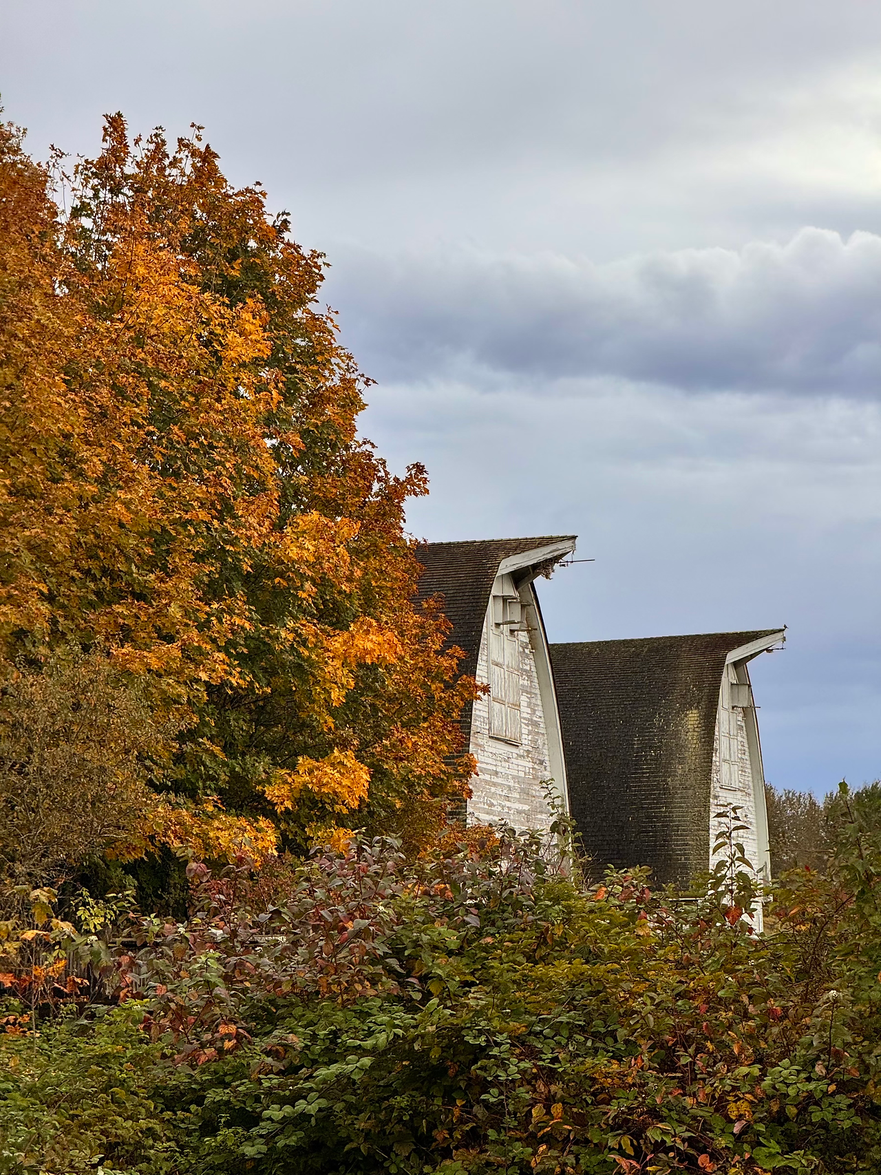 Barns at Nisqually Nature Reserve
