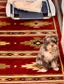 Hudson sitting on a rug