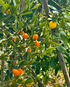 Cumquats at the British Ambassadors Residence