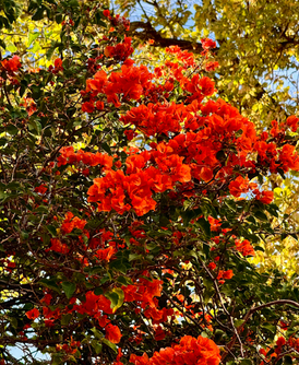 Burnt orange bougainvillea 