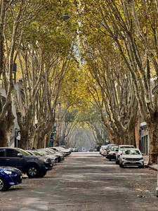 Tree Lined B