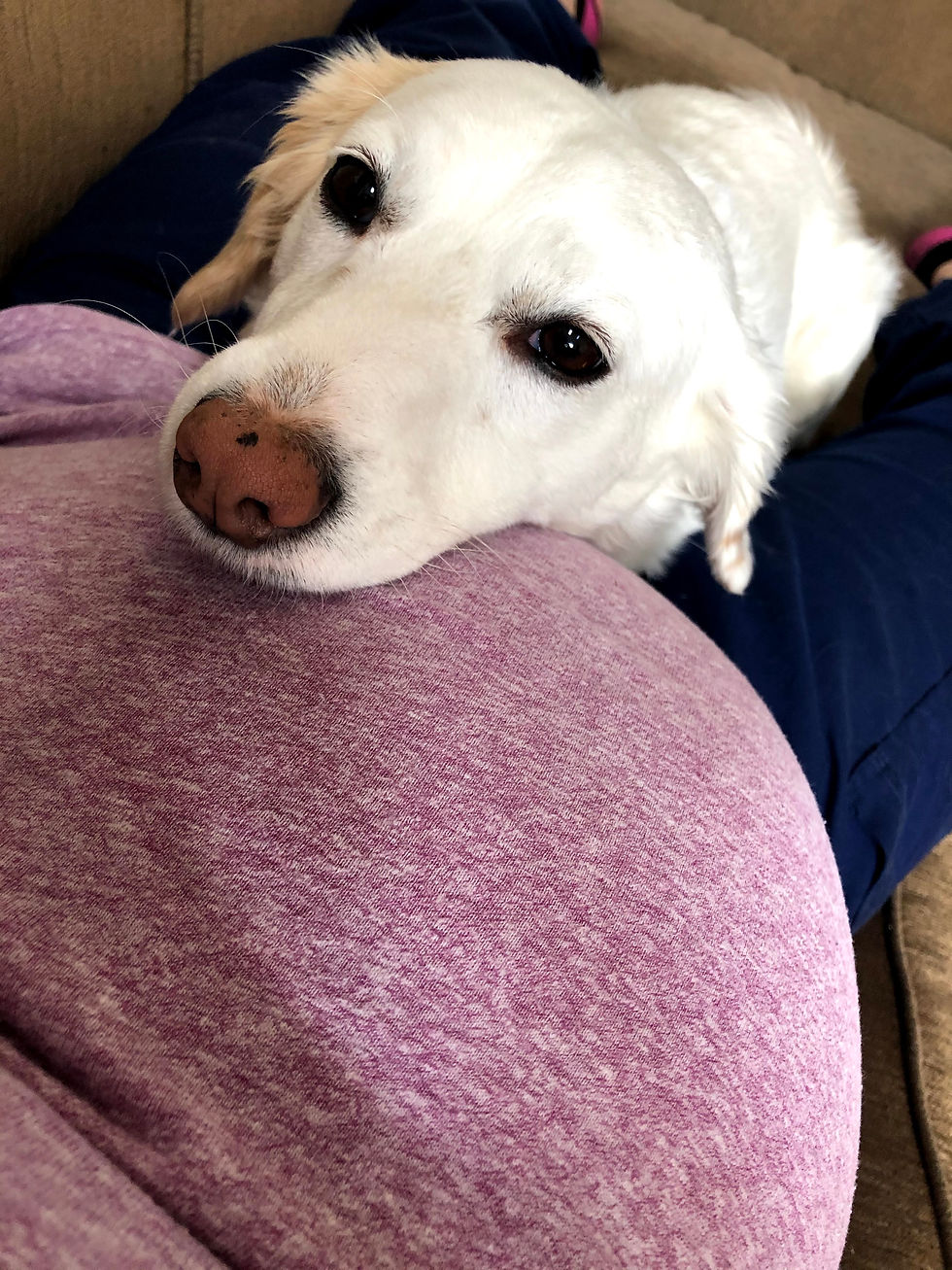 My first puppy, Lima Bean, snuggling my very pregnant belly 3 DAYS before meeting our first son. She must have known something I didn't :)