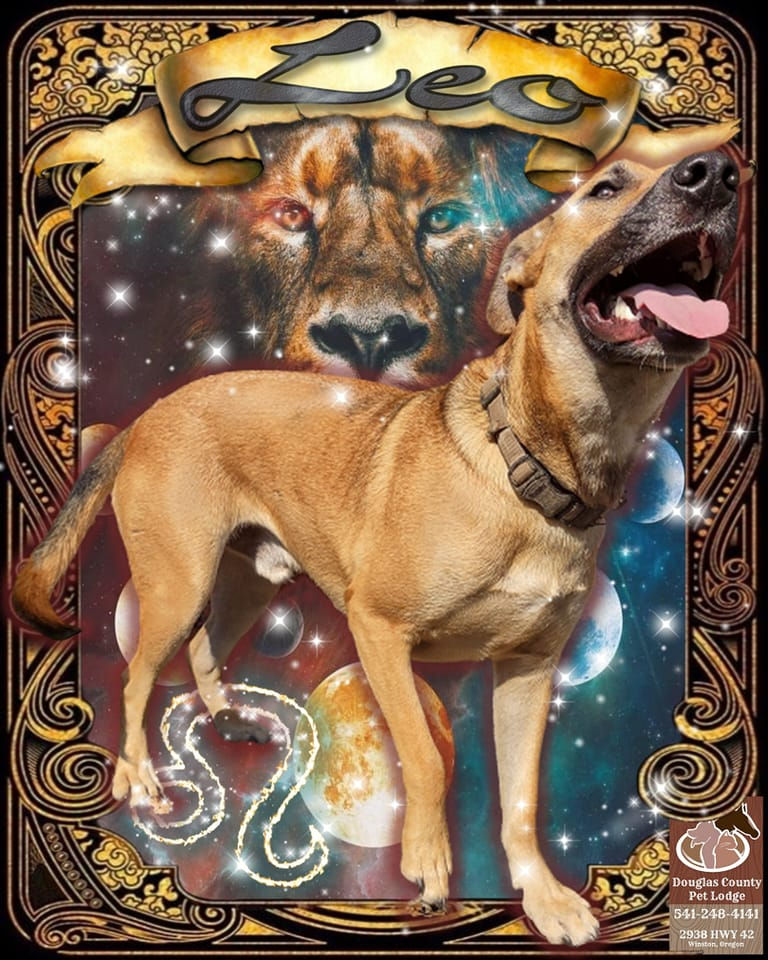 Mixed breed brown dog poster art by DC Pet Lodge