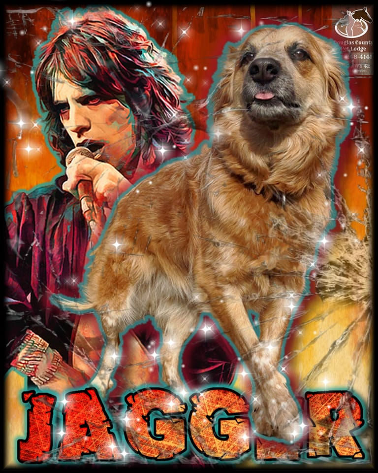 Mixed breed brown dog poster art by DC Pet Lodge