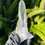 Thumbnail: Lemurian Quartz