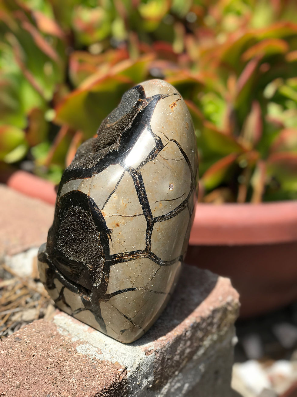 Thumbnail: Septarian w/ Druze