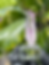 Thumbnail: Vera Cruz Amethyst 