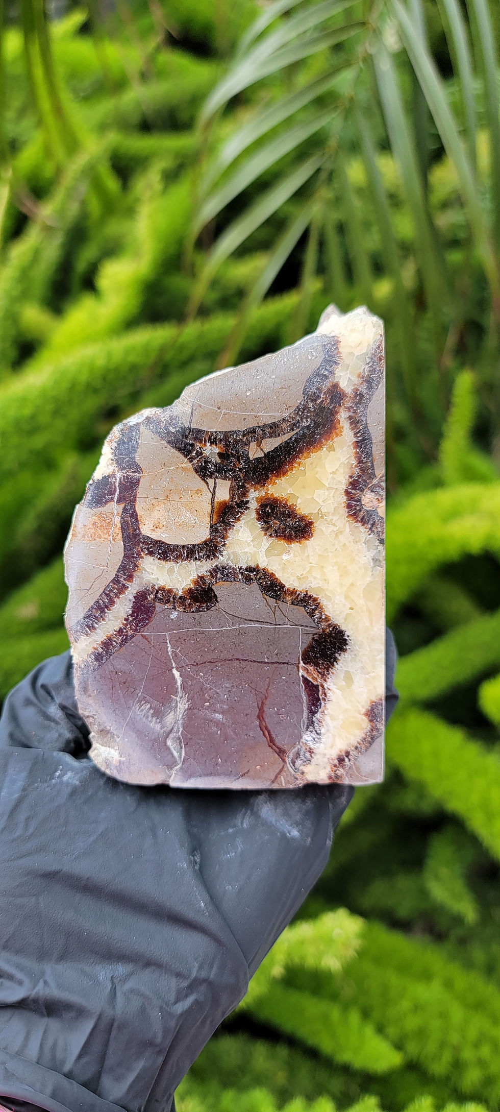Thumbnail: Septarian Bookends 