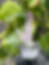 Thumbnail: Vera Cruz Amethyst 