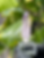 Thumbnail: Vera Cruz Amethyst 