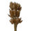 Thumbnail: Dried Lagarus Bunch (Bunny Tails)