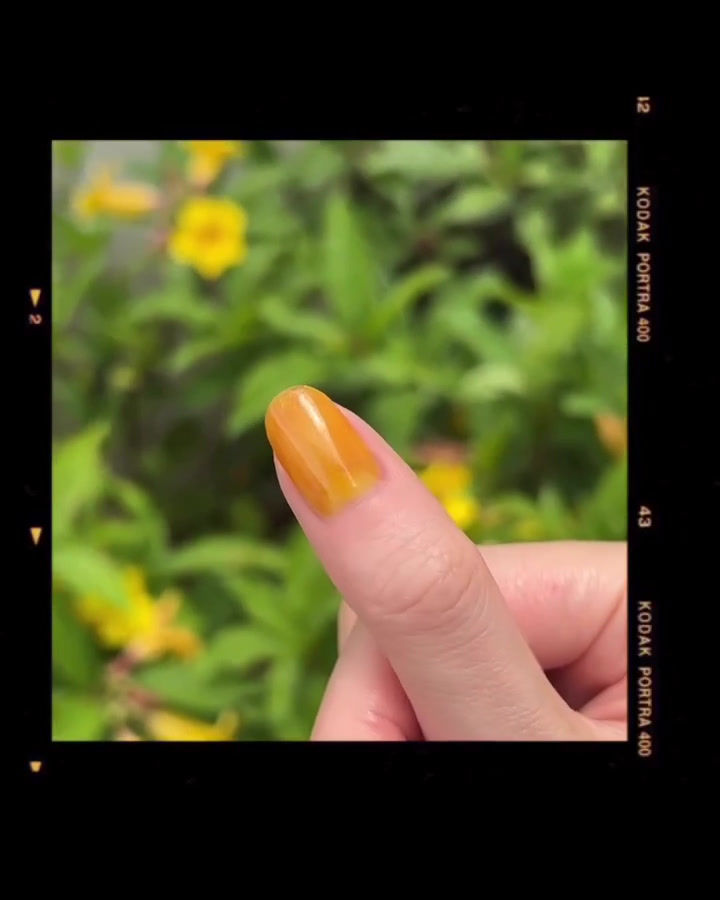 縮圖：GL113 Crocus 蜜糖黃