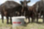 Cattle Feed