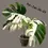 Thumbnail: New Stock Arrived Monstera Albo