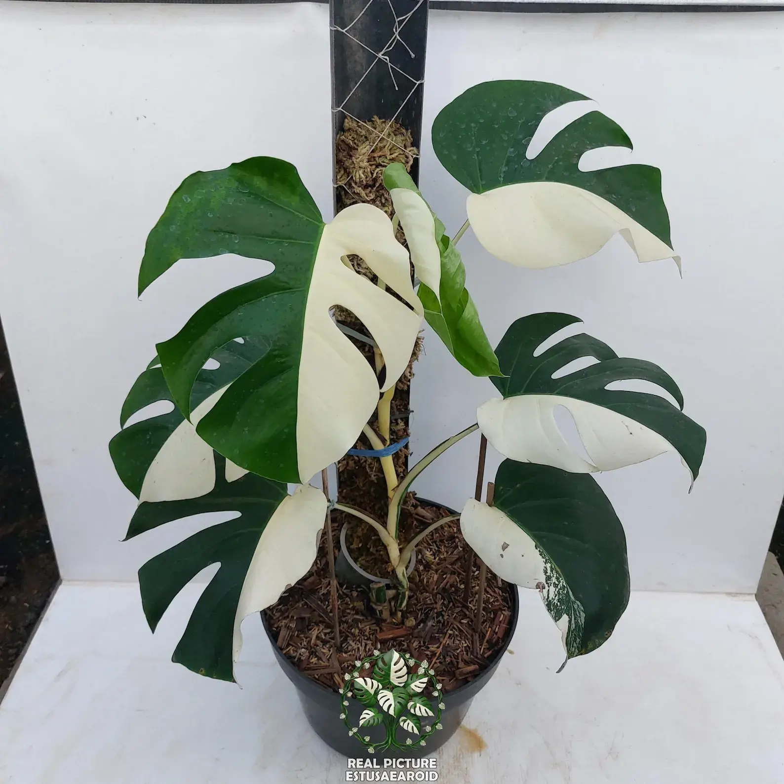 New Stock Arrived Monstera Albo