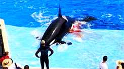 orca gif fights in captivity.gif