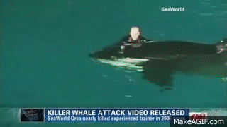 orca atacc.gif