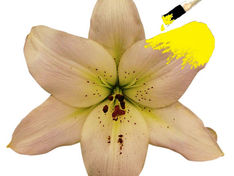 To Paint The Lily