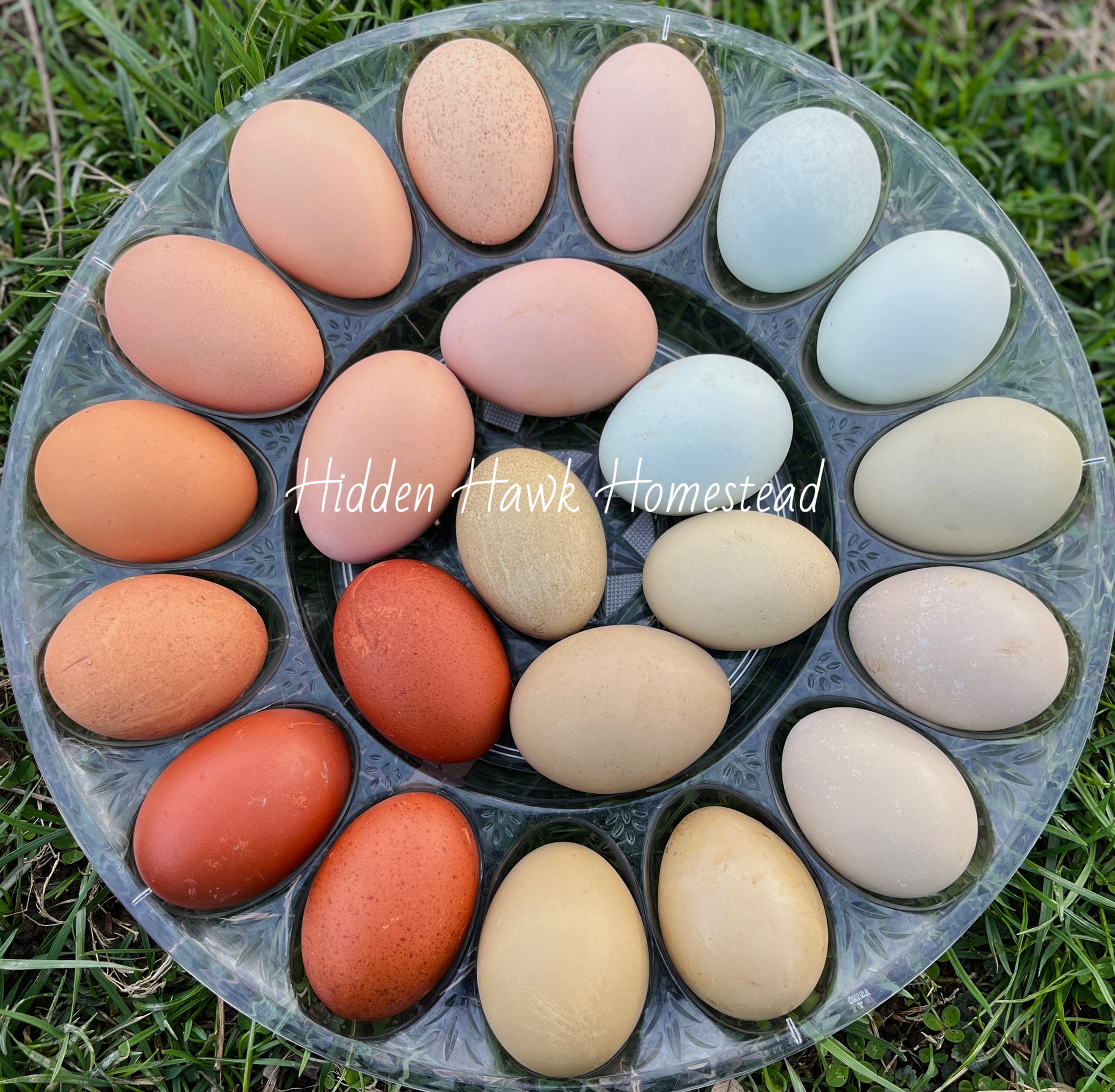 Chicken Hatching Eggs