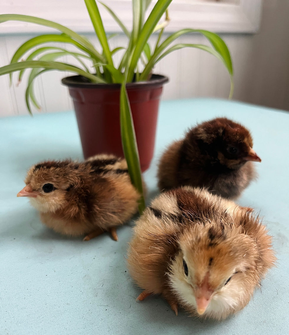 Thumbnail: Chicks (Straight Run)