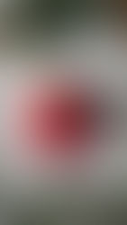 TODO EN ROJO POR NAVIDAD