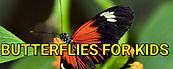 butterfly video_butterflies for kids.jpg