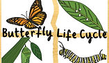 butterfly video_life cycle.jpg