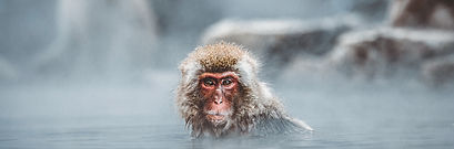 Monkey Bathing_edited.jpg