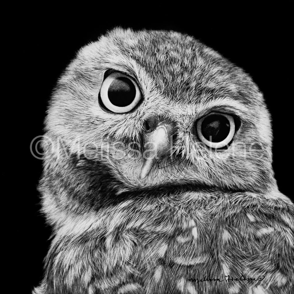 Pre-Sale: Burrowing Owl | Reproduction