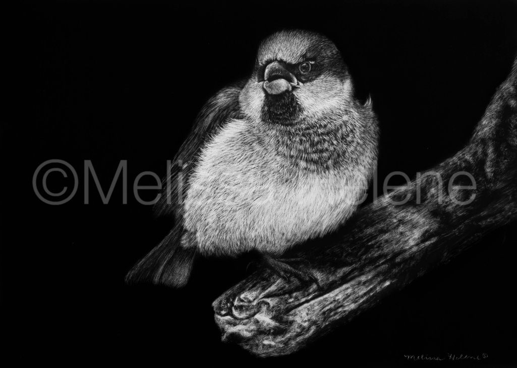 Sparrow | Reproduction